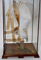 Lot 872A - A taxidermy barn own, modelled with wings...