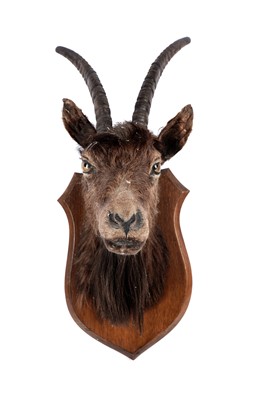 Lot 170 - A taxidermy a goat's head