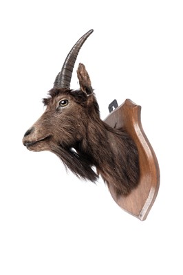 Lot 170 - A taxidermy a goat's head