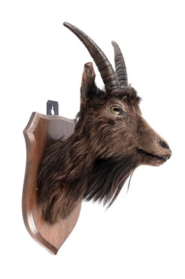 Lot 170 - A taxidermy a goat's head