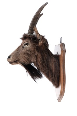 Lot 170 - A taxidermy a goat's head