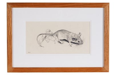 Lot 353 - Sheila Gertrude Mackie - Mouse with three pups | pencil