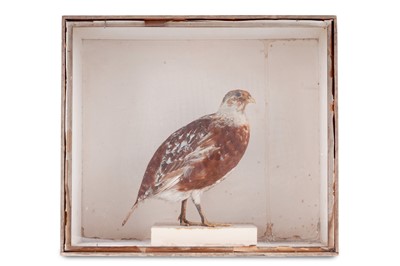Lot 530 - Taxidermy: a cased study of a Quail