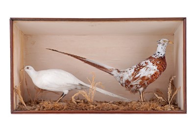 Lot 531 - Taxidermy: a cased study of two pheasants