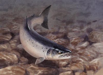 Lot 246 - Rodger McPhail - Salmon chasing a fly | watercolour