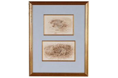 Lot 27 - Richard Robjent - Sepia Sketches pages 75 and 116 from 'The Partridge' | sepia watercolour