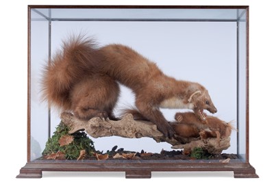 Lot 527 - Taxidermy: A 20th Century Study of a Pine Martin and Red Squirrel
