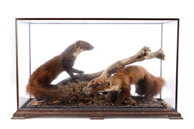 Lot 528 - Taxidermy: a 20th Century pair of Pine Martins