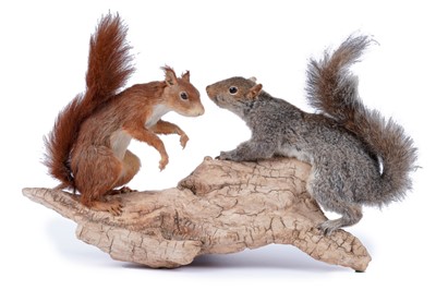 Lot 529 - Taxidermy: two 20th Century squirrels