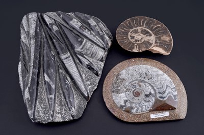 Lot 230 - A collection of fossils