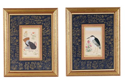 Lot 341 - Early 20th Century Indian Mughal School - Turkey and Black-Crowned Night Heron | watercolours